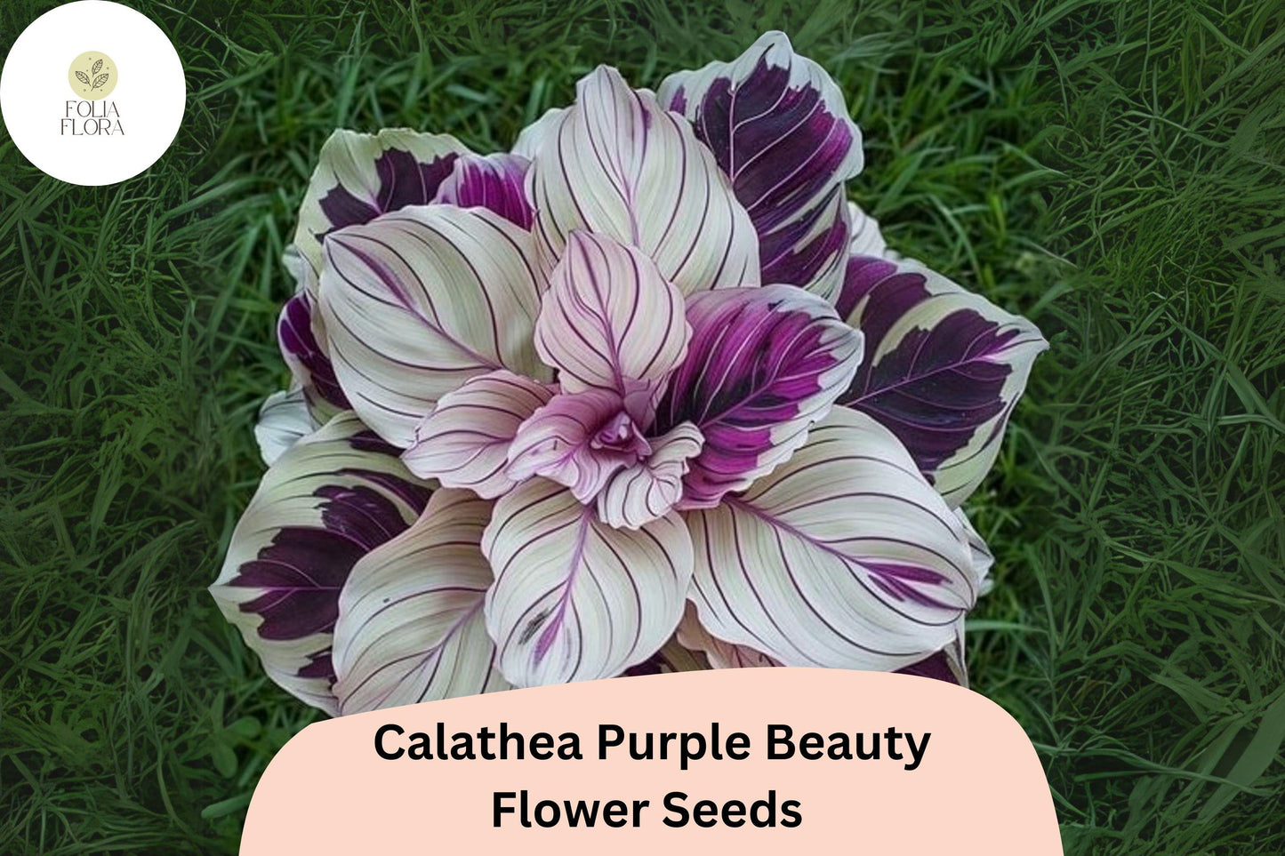 Purple Beauty Calathea Seeds (Calathea sp.) | 25+ Seeds | Exotic Tropical Foliage for Home & Garden