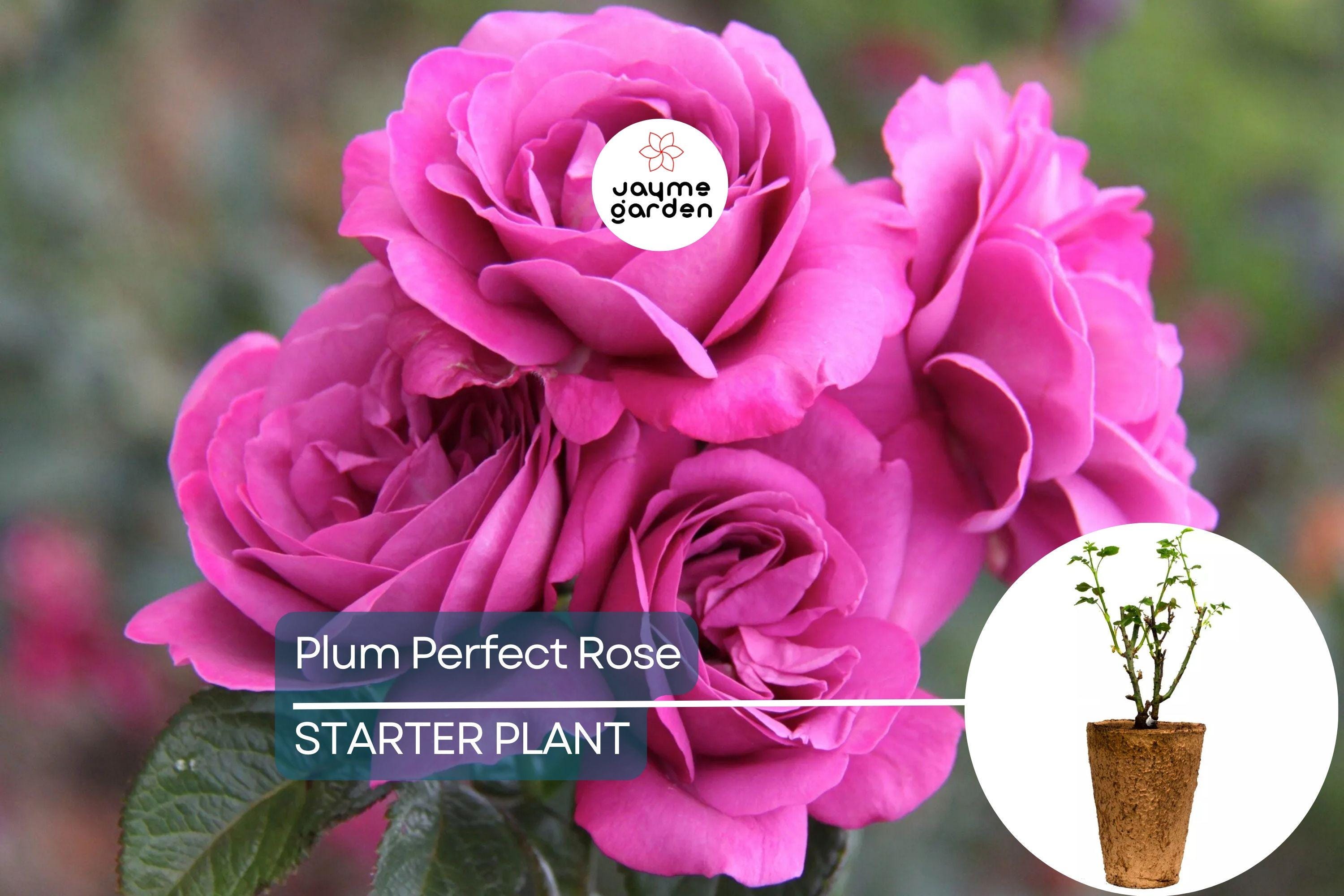 Plum Perfect™ Rose – 1.5 Gal Potted | Purple Double Blooms | Heat & Humidity Tolerant | Own-Root, Reblooming | Zones 5-10