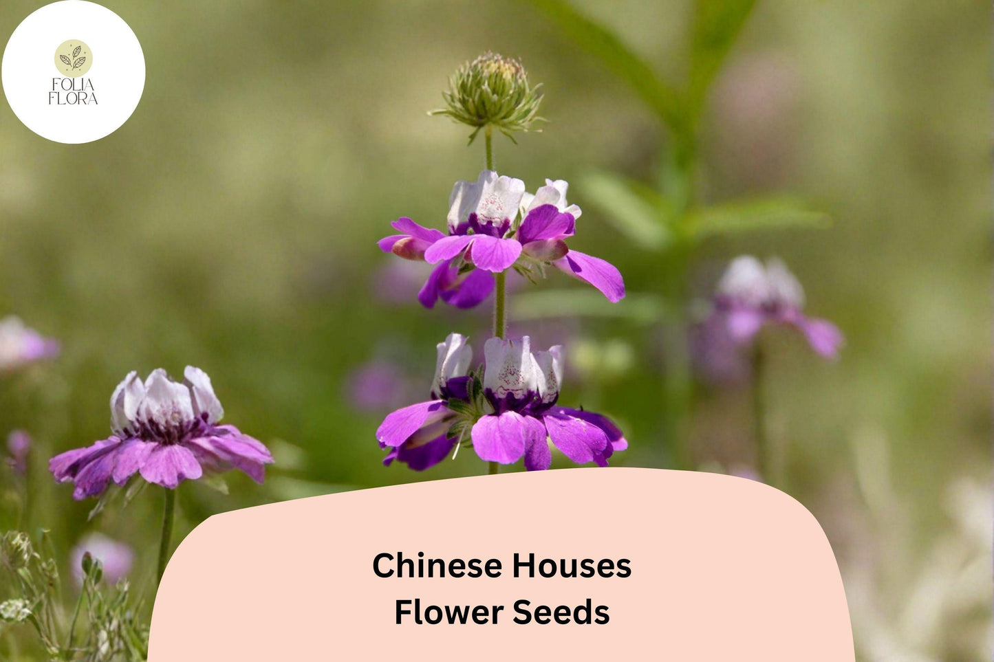 Chinese Houses Seeds – 100 Collinsia heterophylla | Easy Grow Annual for Borders