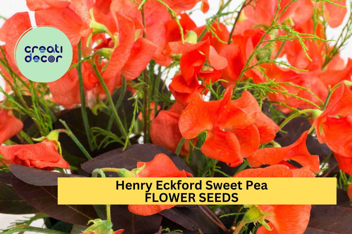 50+ Henry Eckford Sweet Pea Seeds – Fragrant Orange-Pink Blooms for Garden Planting, Climbing Vines for Trellises – USA