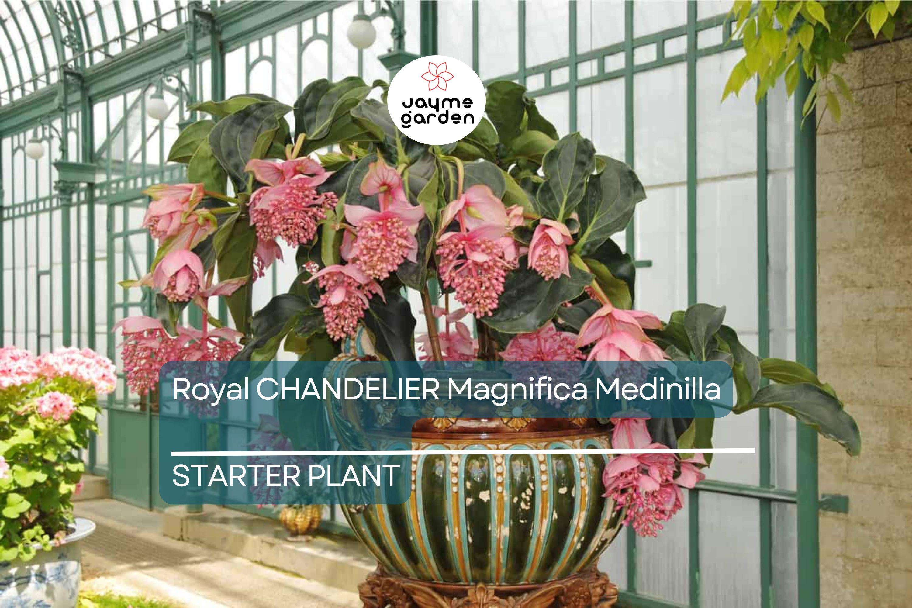 Royal Chandelier Medinilla Malaysian Orchid - Live Starter Plant- Rare, Pink Blooms - Indoor/Outdoor, Well Rooted, Cacti & Succulent