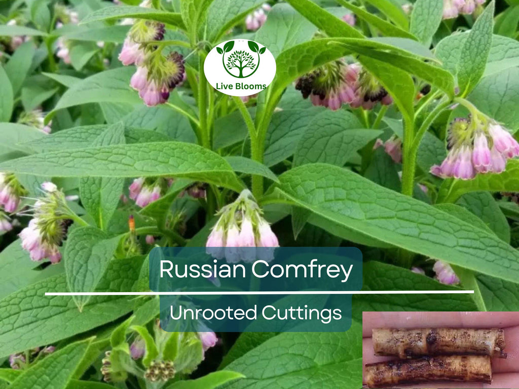 5 Russian Comfrey Unrooted Cuttings - Bocking 14 Cultivar, Symphytum x uplandicum, Herb, Organic Fertilizer, Easy to Grow Starter