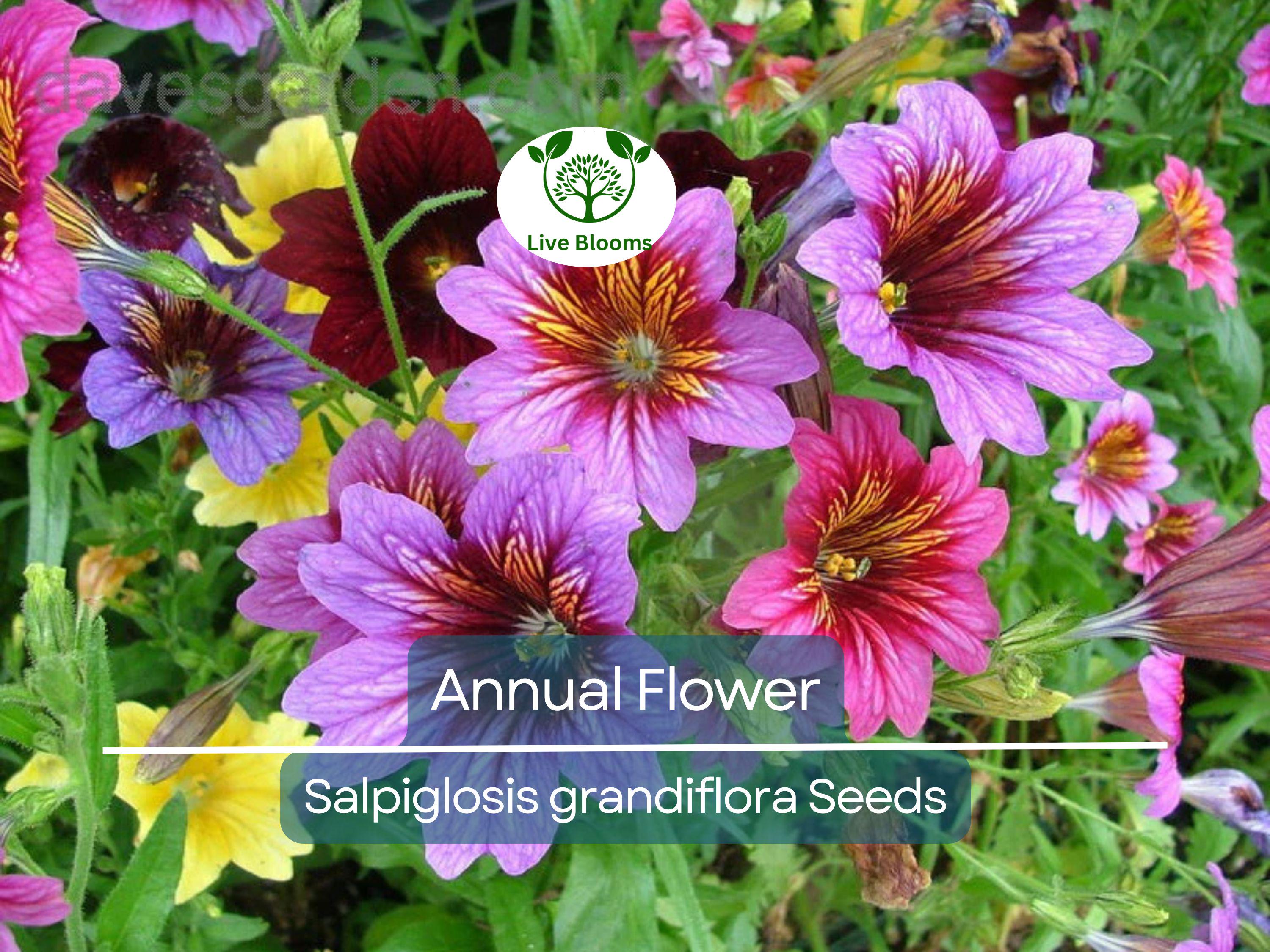 500 EZ Annual Flower Seed Mix (Salpiglosis grandiflora), Bulk Paisley Flowers, Easy to Grow, Vibrant Colors, for Garden and Containers