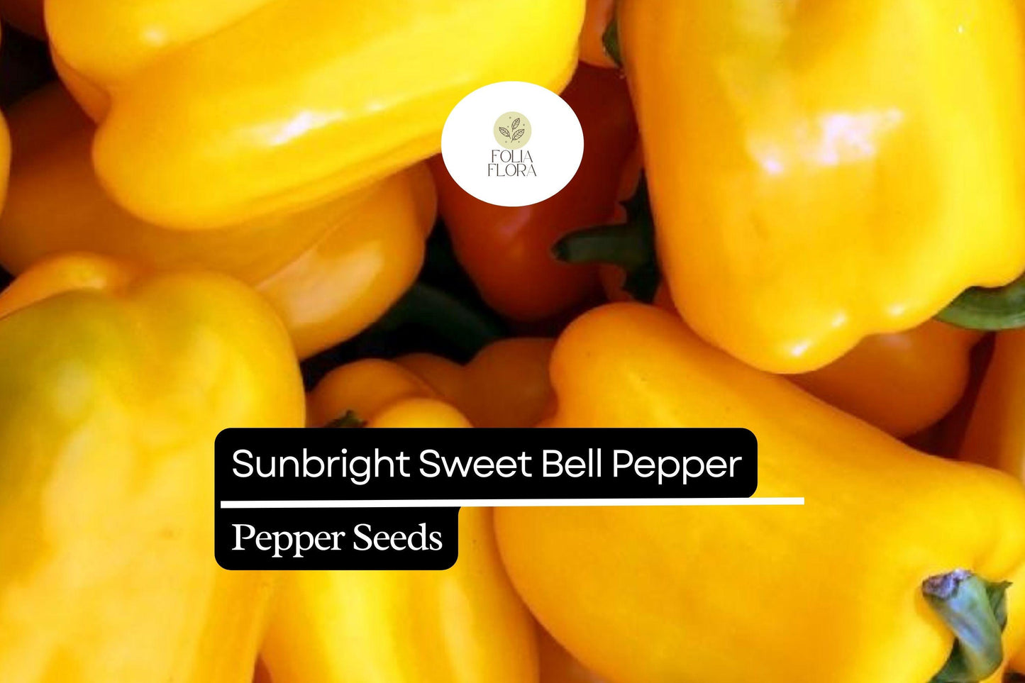 20 Sunbright Sweet Bell Pepper Seeds – Capsicum annuum – Yellow Bell Pepper, Non-GMO, Heirloom, Mild & Sweet Flavor