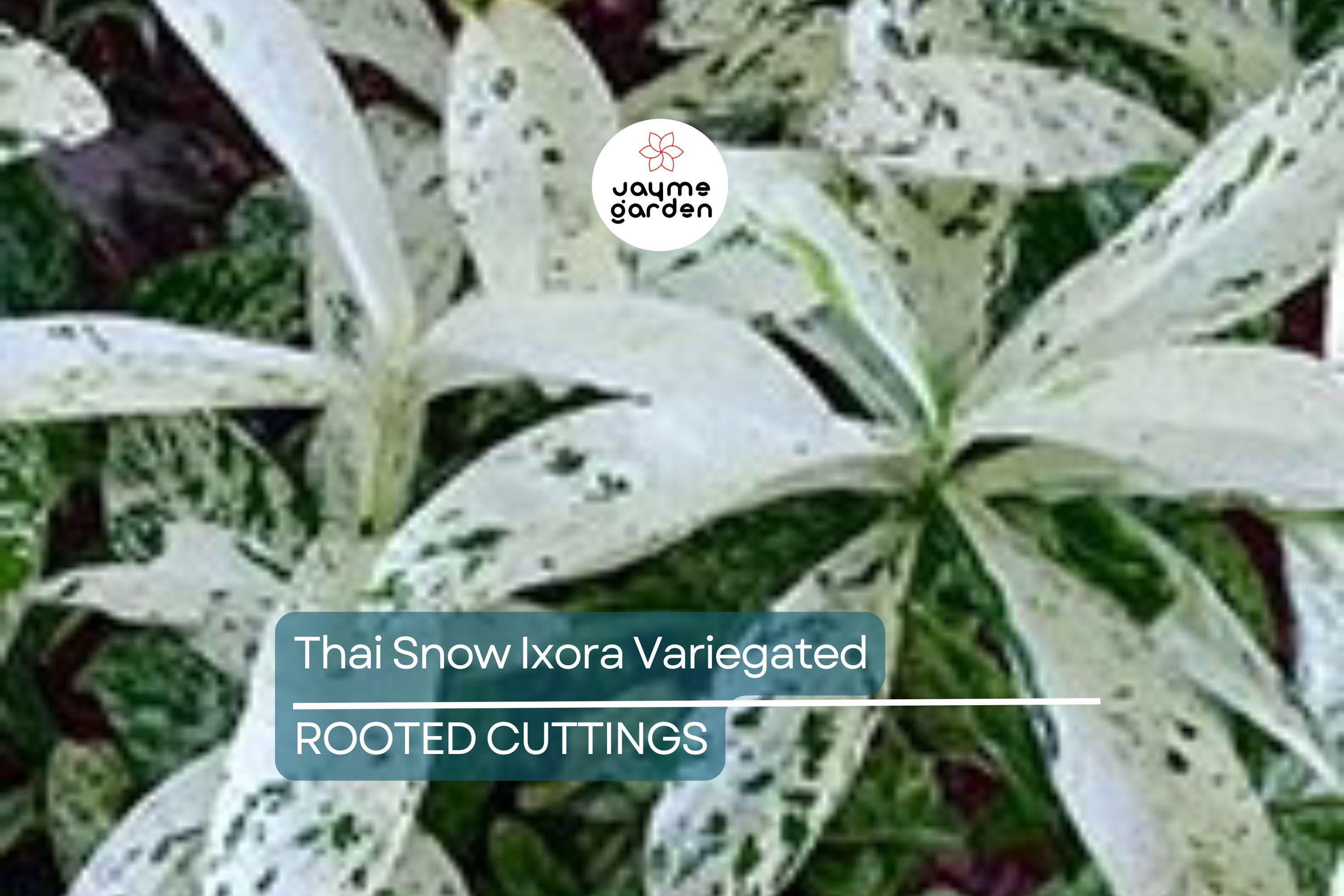 Thai Snow Ixora Variegated White Flower - Rooted Starter Plant (2-8” Tall) - Tropical Houseplant, Healthy Arrival Guaranteed