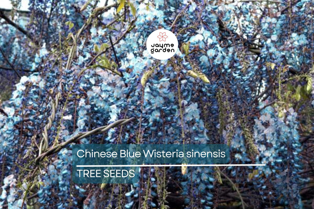 5 Chinese Blue Wisteria (Wisteria sinensis) Seeds - Fast-Growing Climbing Vine, Hardy Perennial