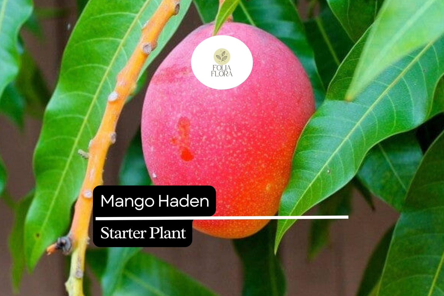 1 Starter Plant Mango Haden (Mangifera) Live Tropical Fruit Tree 12″-24″