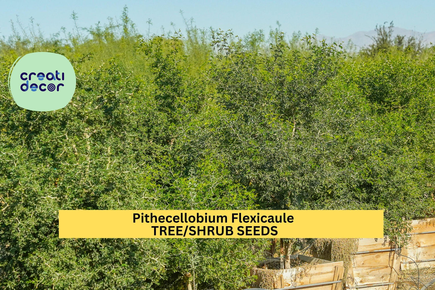 3pcs of 10seeds Pithecellobium flexicaule – Texas Ebony Tree Seeds for Bonsai, Drought Gardens, or Wildlife Landscaping Seeds for Planting