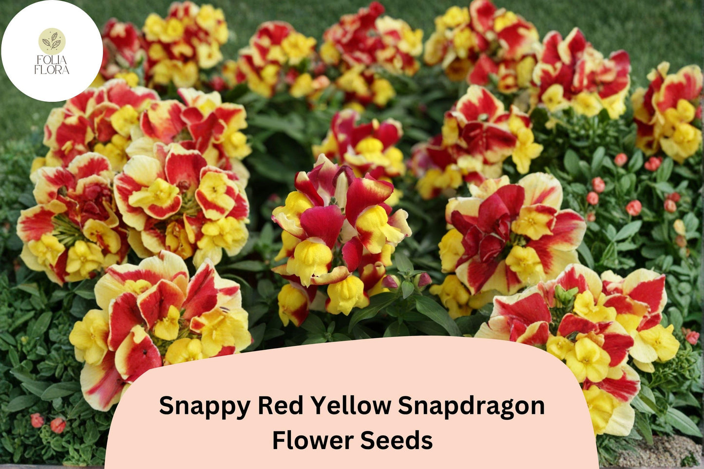 1000+ Snappy Red Yellow Snapdragon Seeds | Antirrhinum majus | Bicolor Garden Flowers for Beds & Pots