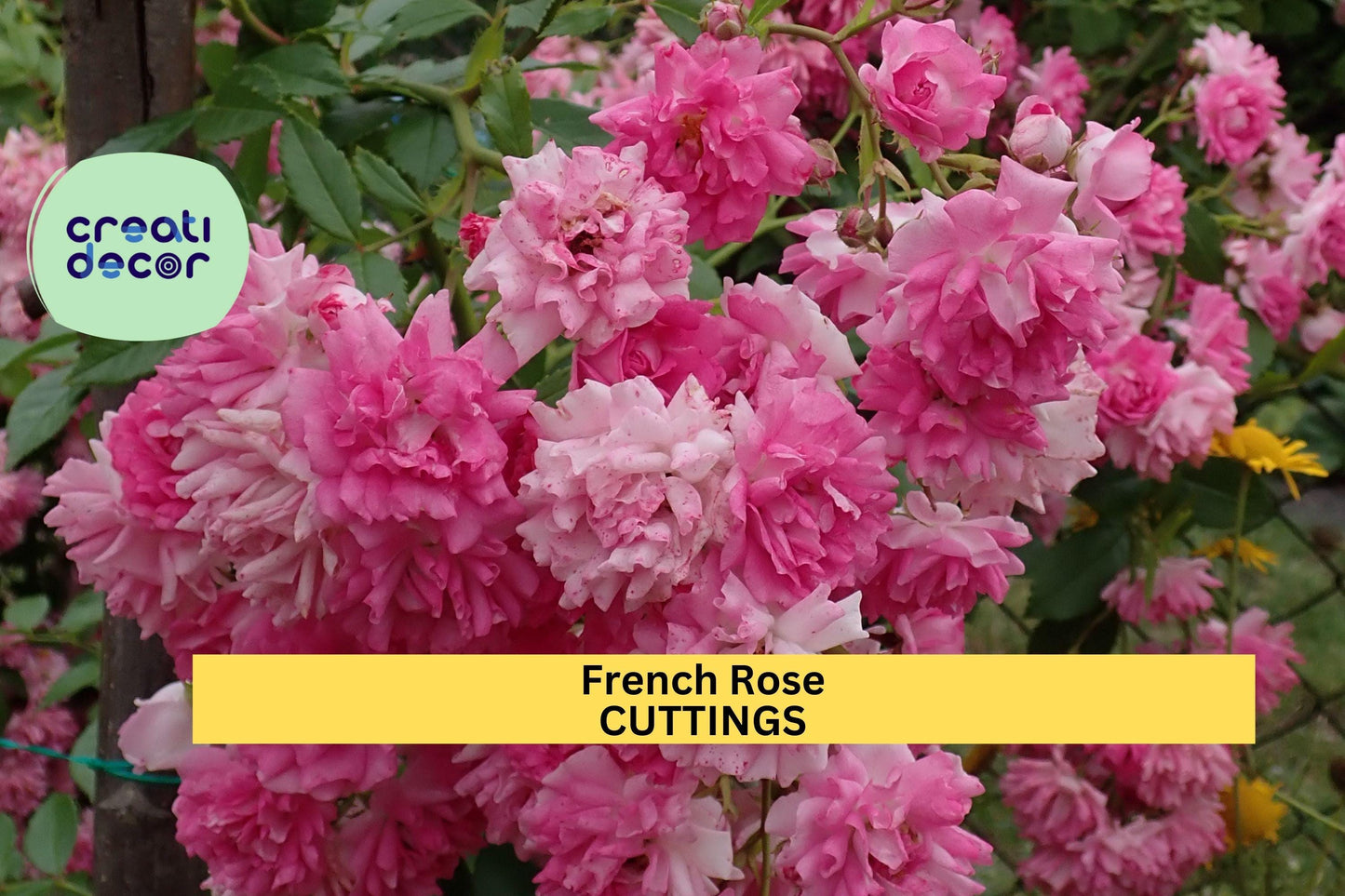 4 French Rose Cuttings | Heirloom Garden Variety | Unrooted Stem Starter | Fragrant Old World Rose | Propagation Ready