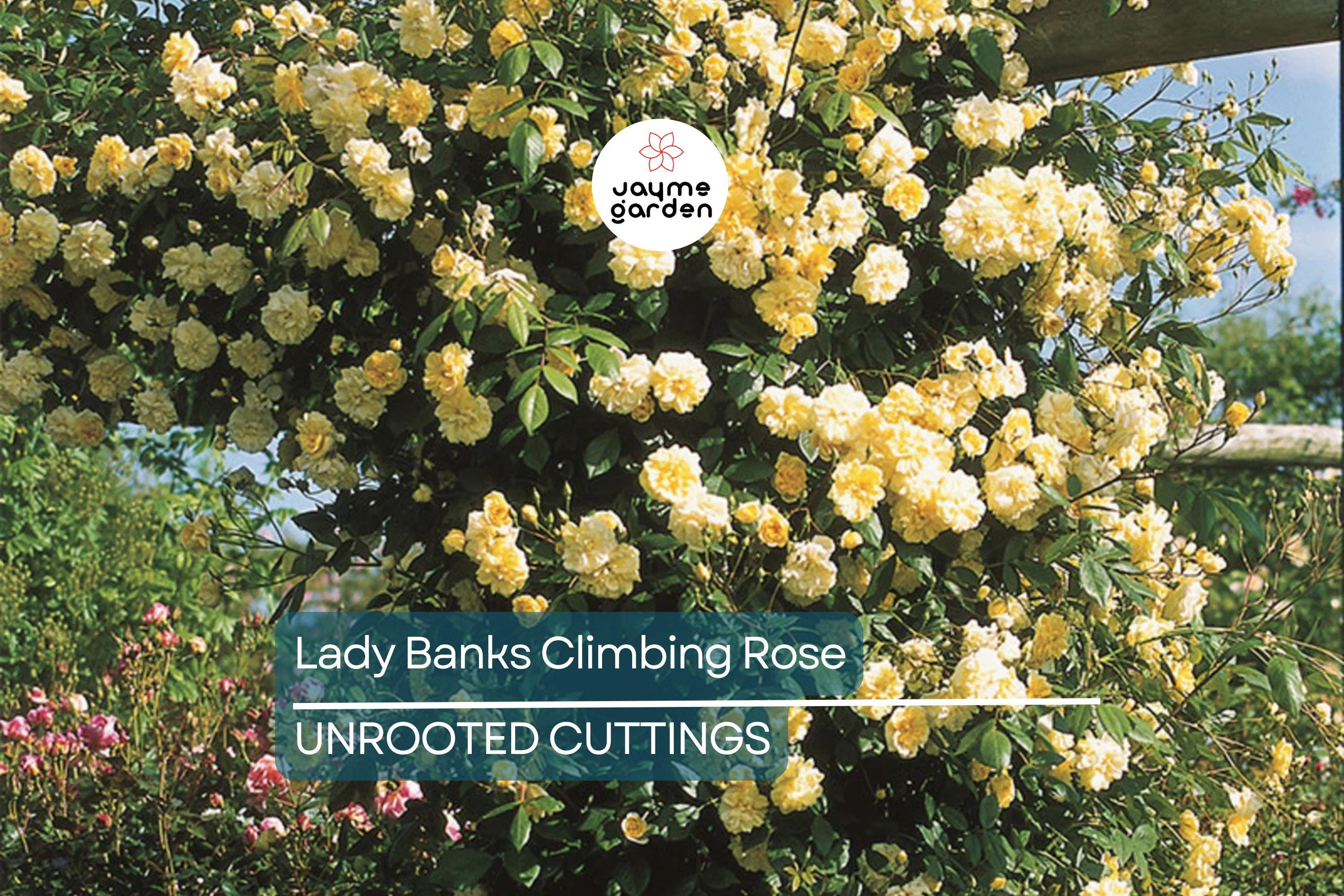 Lady Banks Climbing Rose Cuttings (4) | Thornless, Soft Yellow Blooms | Organic & USA Grown |