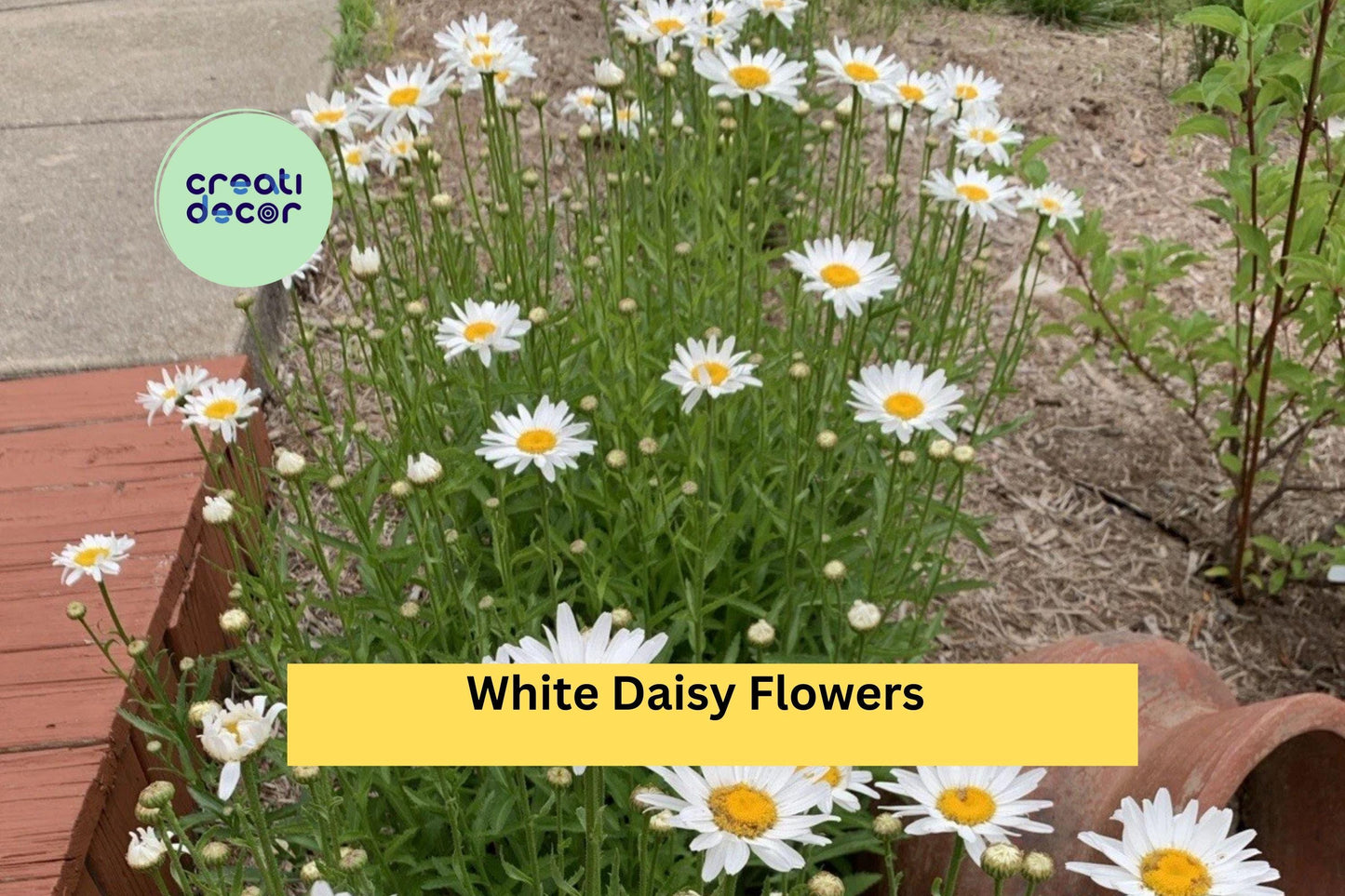 Shasta Daisy Live Plant | 1 Bare Root Perennial Starter | Leucanthemum superbum White Daisy Flowers for Garden Beds & Borders