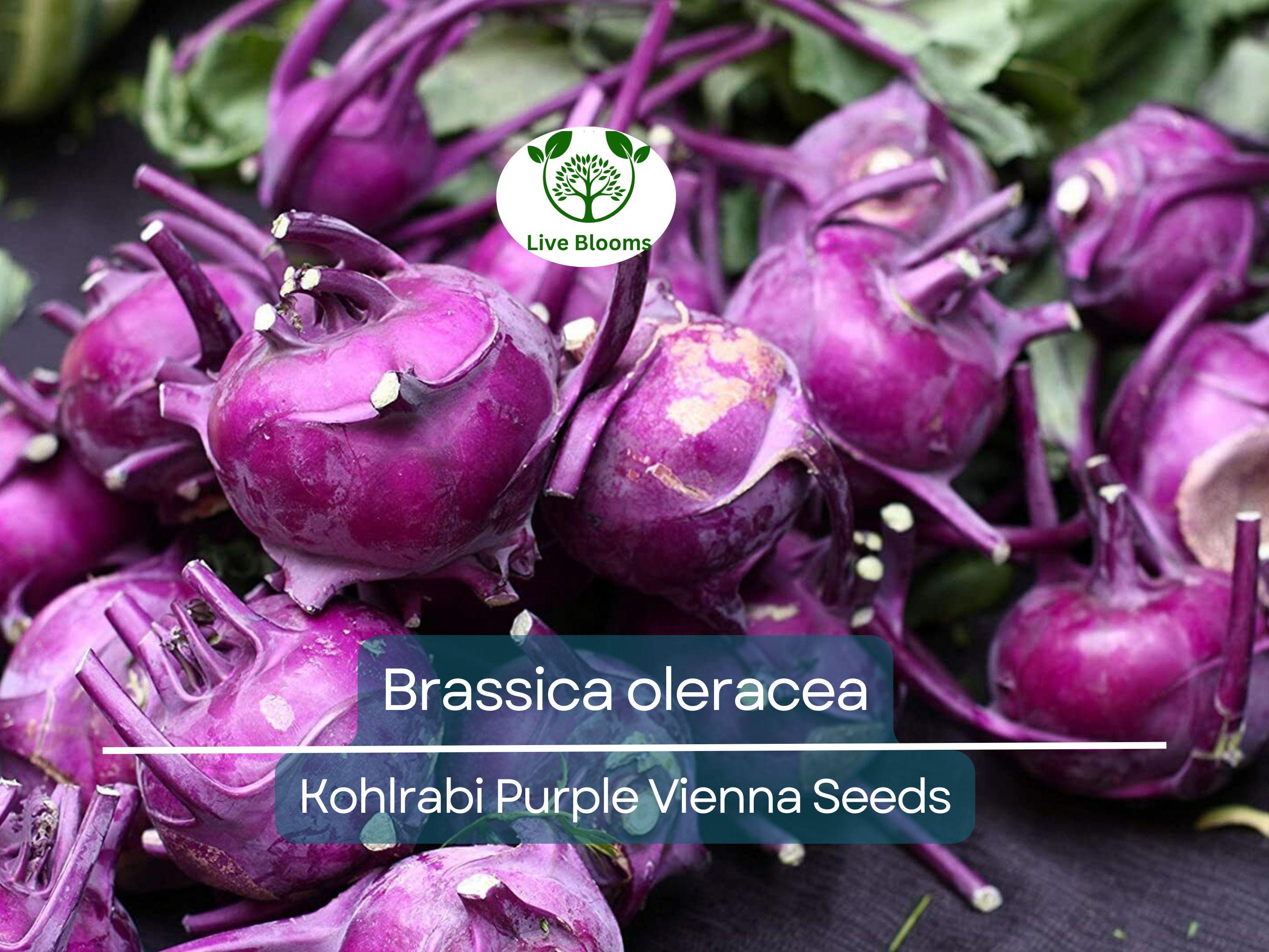 150 Kohlrabi Purple Vienna Seeds – Brassica oleracea – Heirloom Vegetable for Planting, Easy to Grow, Perfect for Salads & Cooking
