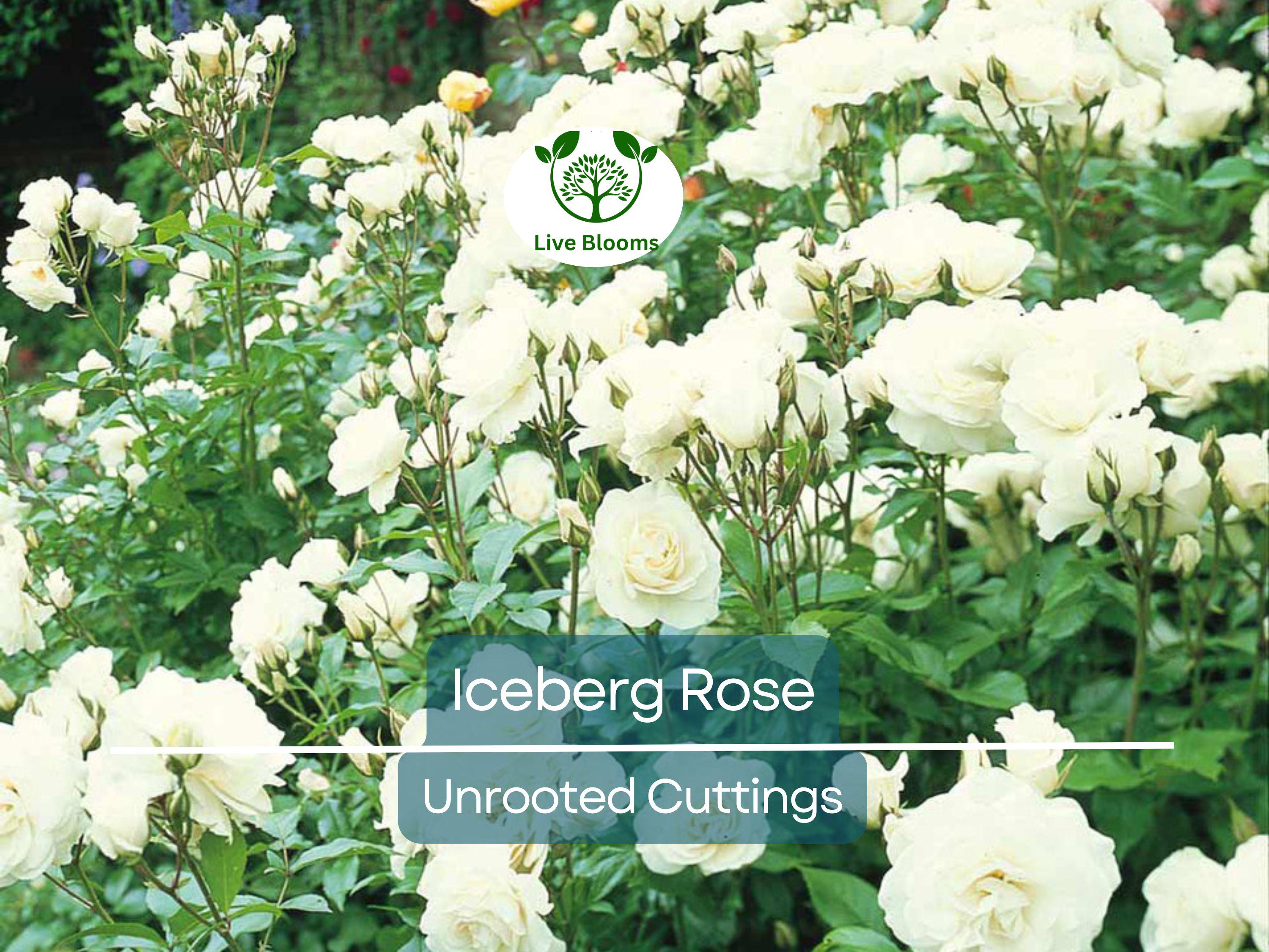 4 Iceberg Rose Unrooted Cuttings - Easy to Root, Rosa 'Iceberg', White Blooms, Perfect for Propagation, Garden or Landscape