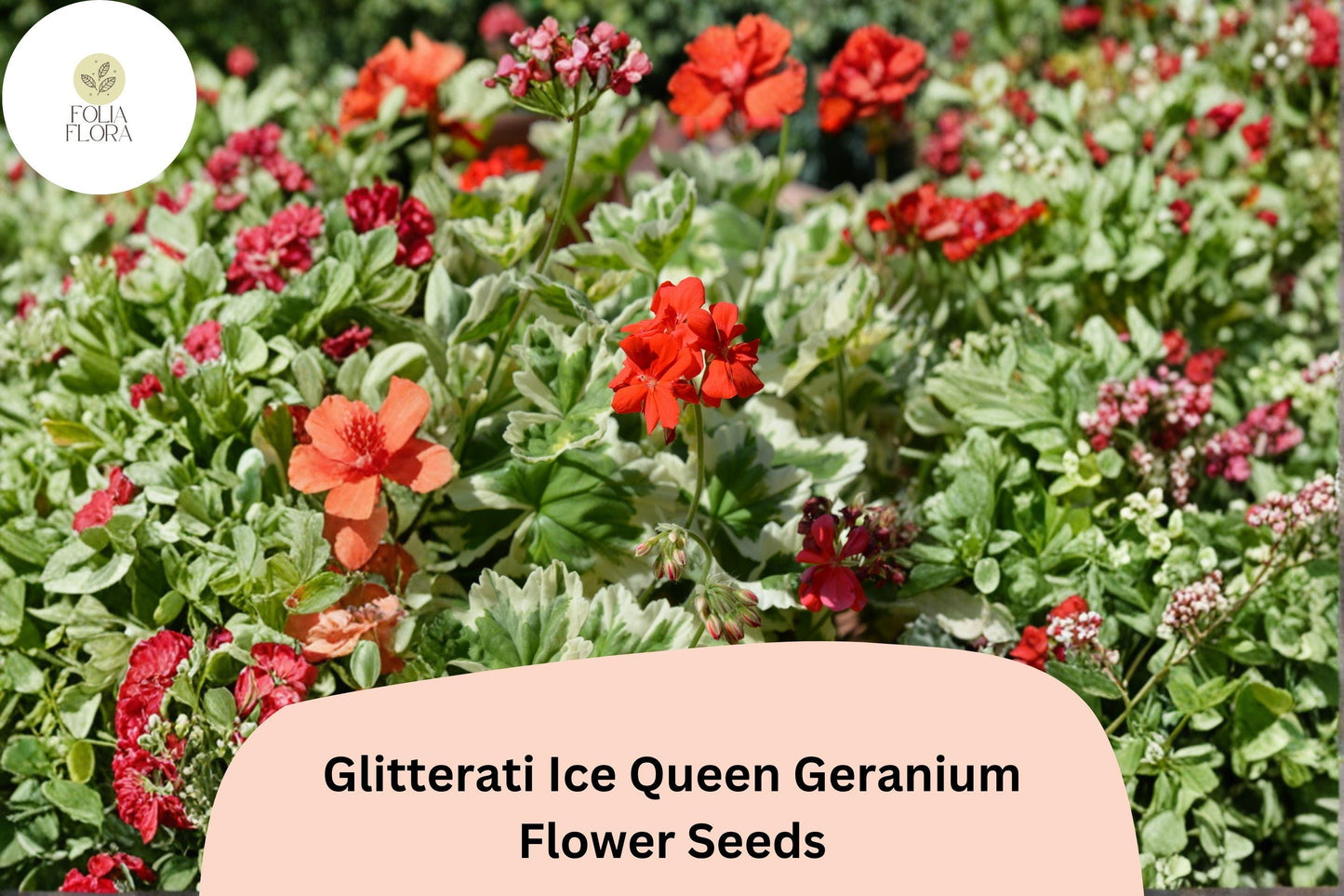 25+ Glitterati Ice Queen Geranium Seeds | Orange Ivy Leaf Pelargonium | Variegated Foliage Garden Flowers