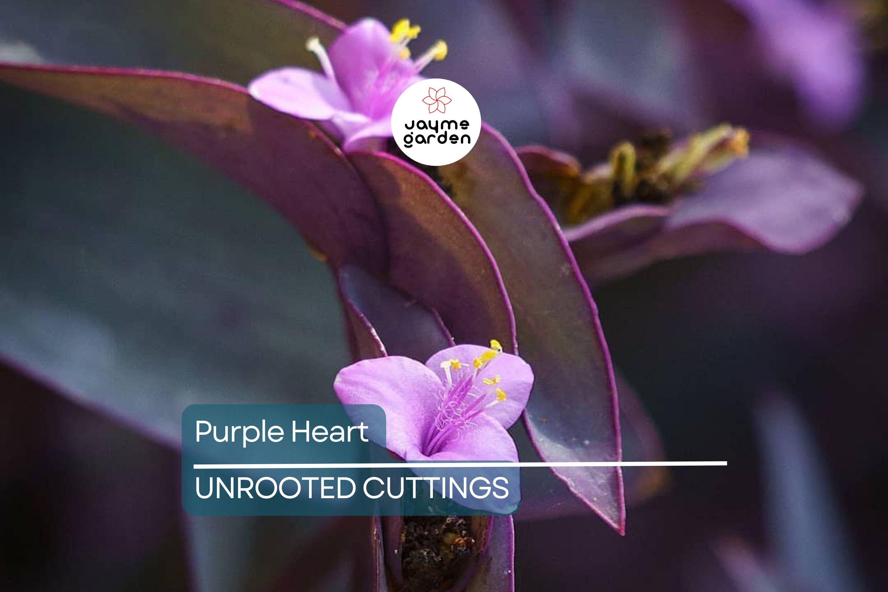 12 Live Purple Heart Plant Cuttings | Wandering Jew (Tradescantia Pallida) | Vibrant Purple Foliage for Indoor/Outdoor Gardens