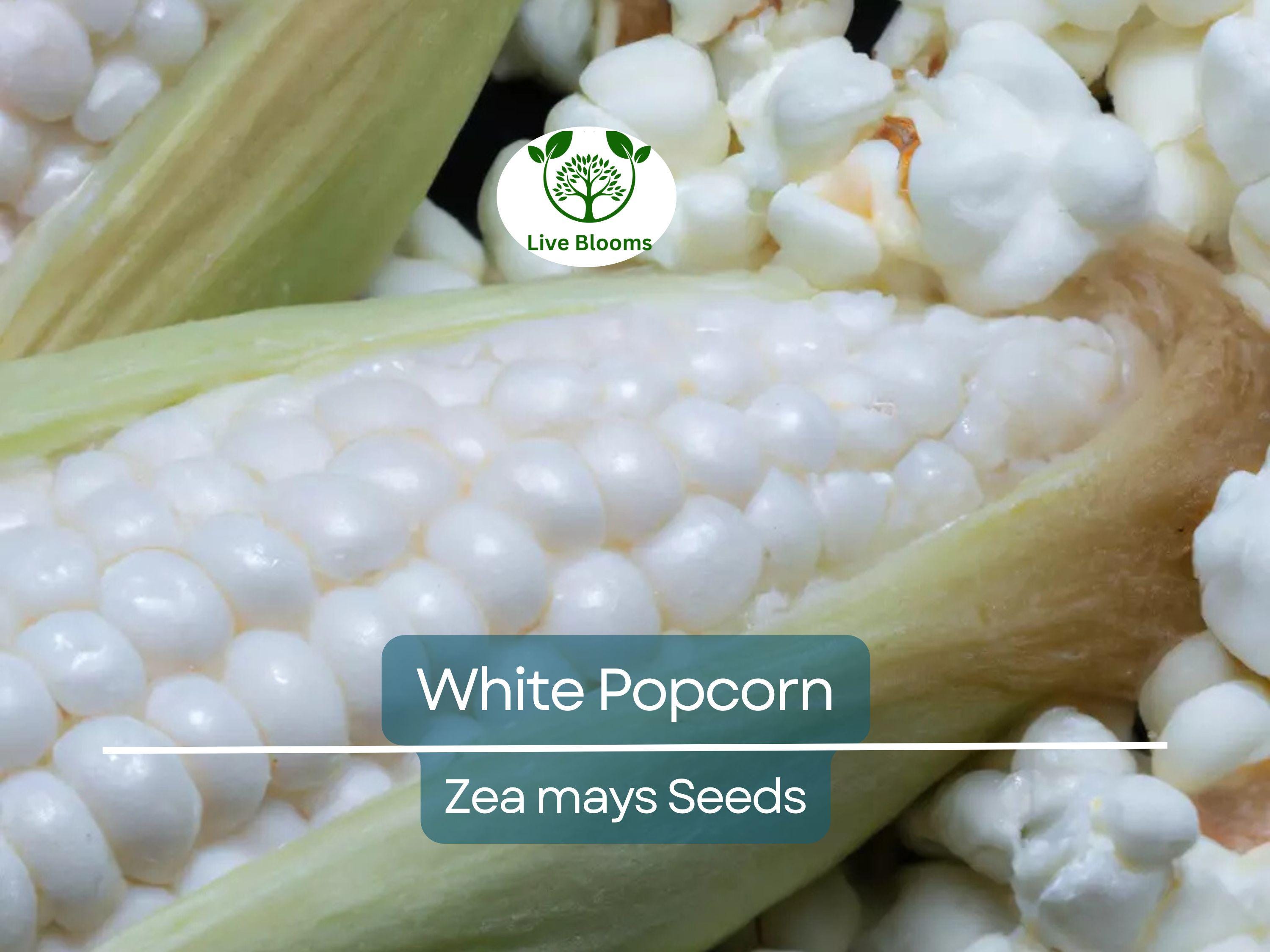 50 White Popcorn Seeds, Non-GMO Japanese Hulless Corn (Zea mays), Home Garden, Healthy Popcorn, Premium Organic, Easy to Grow