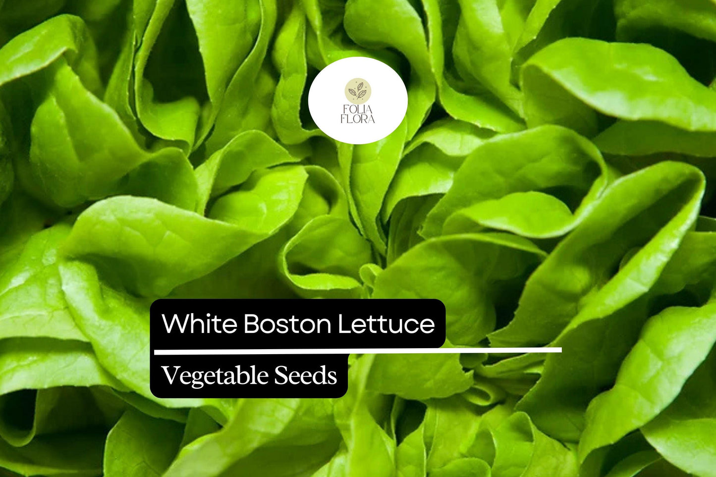 1000 White Boston Buttercrunch Lettuce Seeds – Lactuca sativa – Heirloom, Tender & Buttery, Heat-Tolerant