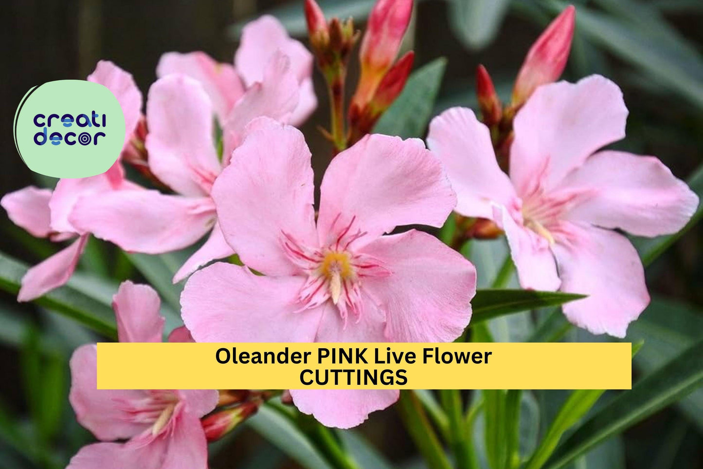 7 Pink Oleander Cuttings | Nerium Oleander Starter Stems | 7" Live Ornamental Flowering Shrub | Propagation Ready