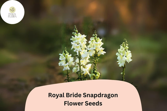 Antirrhinum majus Royal Bride Snapdragon Seeds – 1000+ Pure White Fragrant Blooms for Garden & Bouquets