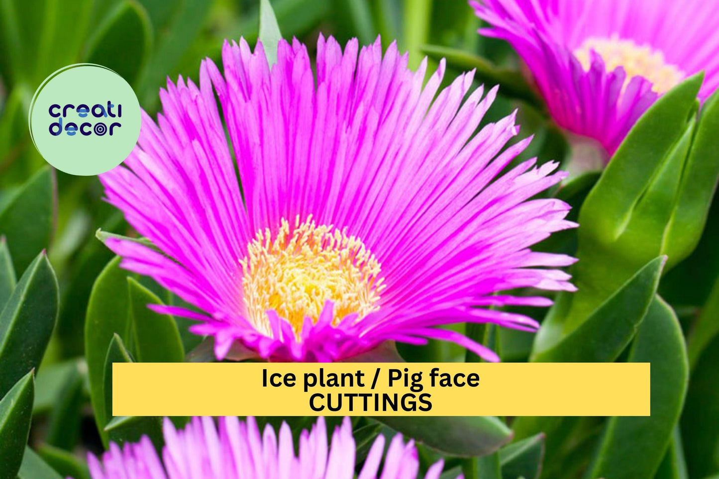 48 Ice Plant Cuttings – Live Unrooted Succulent Stems for Rooting | Fast-Spreading Ground Cover for Backyard, Rock Gardens, or Slopes