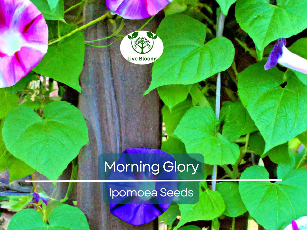 100 Morning Glory Vine Seeds Mixed Colors | Heirloom, Non-GMO, Ipomoea Flower Mix, Fast-Growing, Vibrant Climbing Vines for Garden