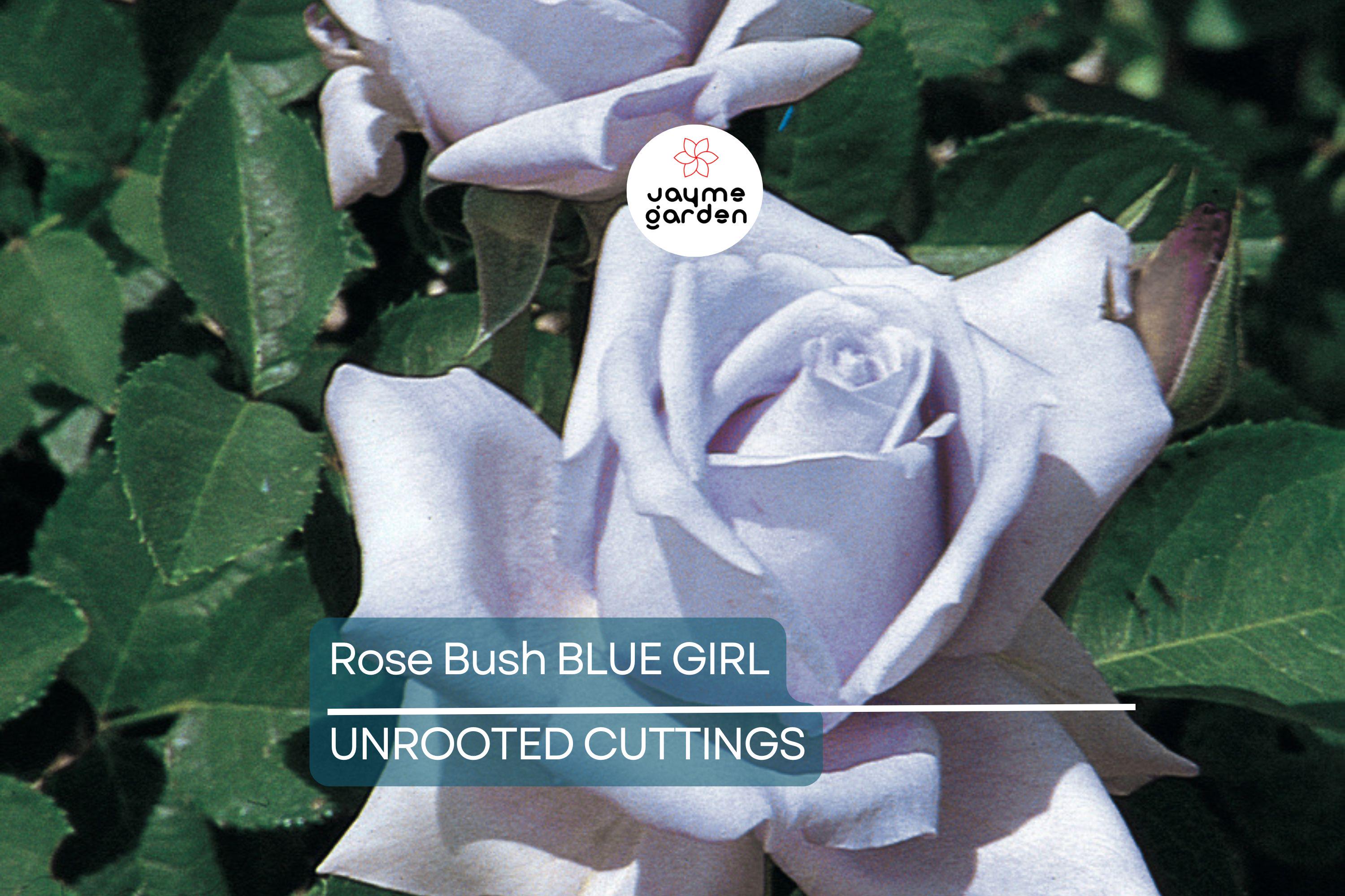 Blue Girl Rose Bush Cuttings, 6” Unrooted, Lavender-Blue Blooms, Award-Winning, Fragrant, Rome Gold Medal Winner, USDA Zones 5-9