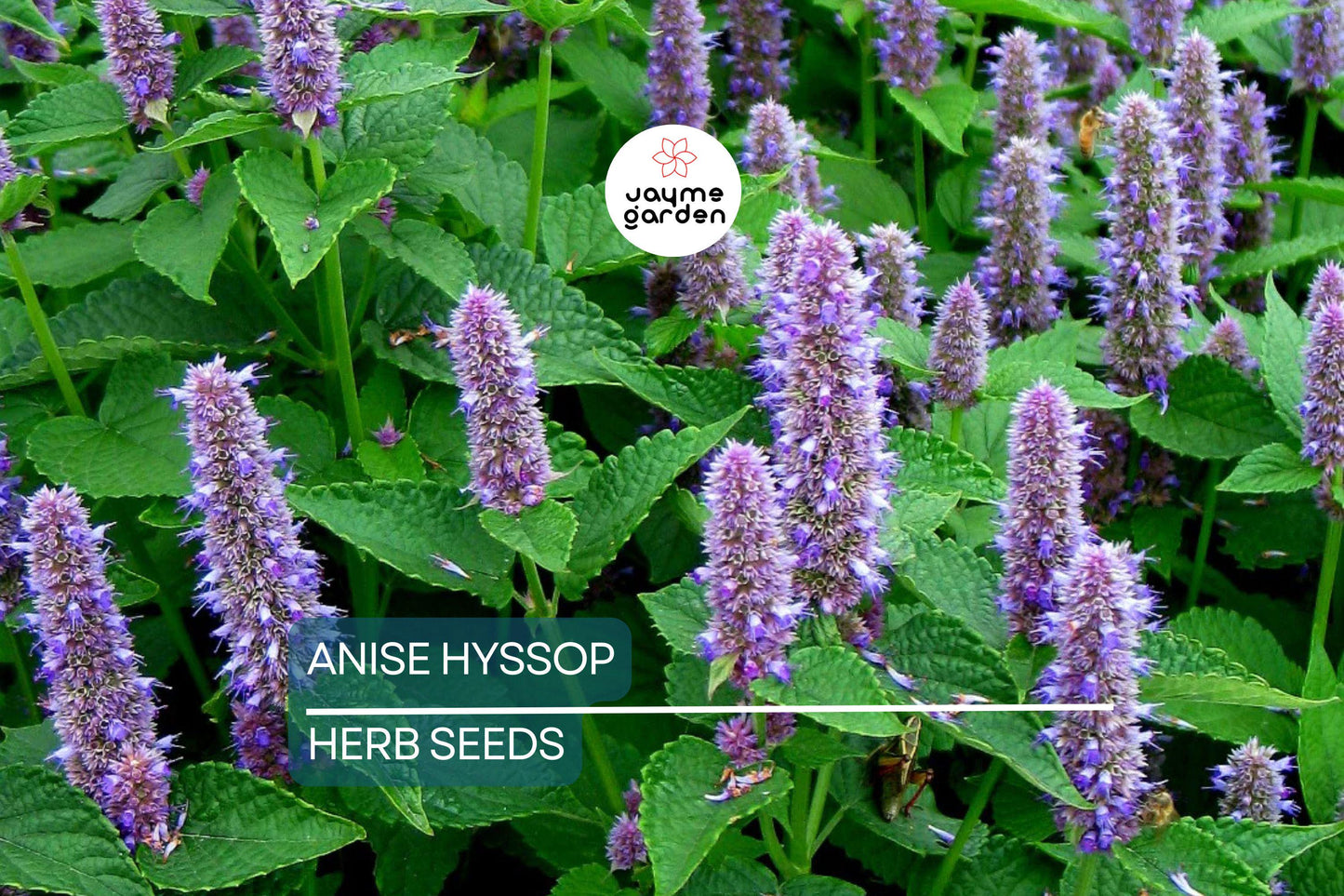 1,000 Anise Hyssop Seeds – Non-GMO, Fragrant Pollinator Plant, USA Seller, Free Shipping