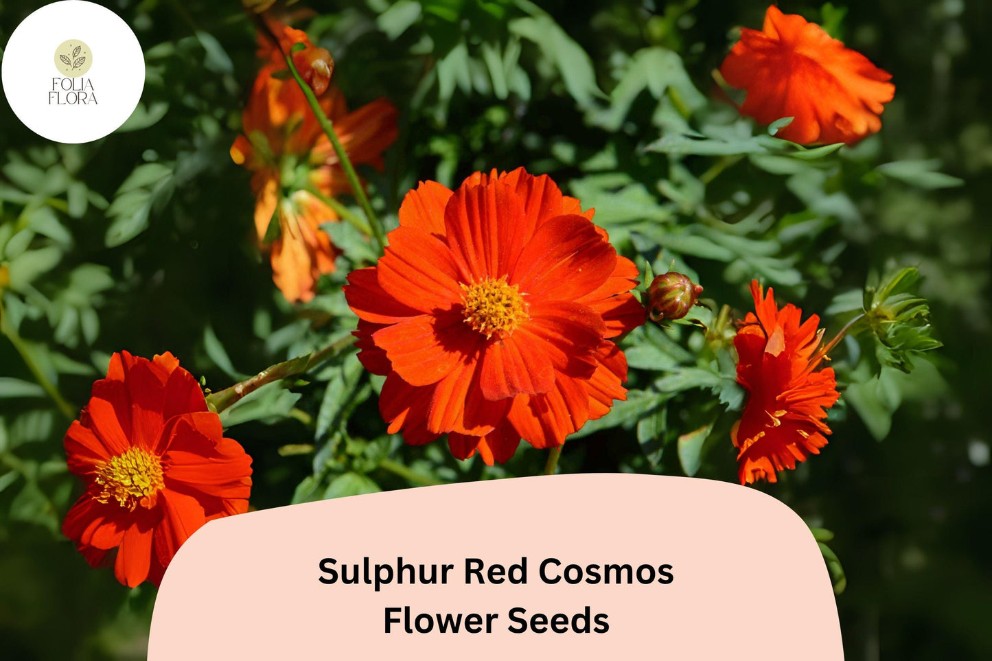 200+ Sulphur Red Cosmos Seeds | Cosmos sulphureus | Bright Red Blooms | Easy Annual Flower Seeds for Garden
