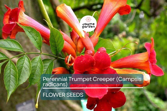 100+ Trumpet Creeper Vine Seeds - 40Ft Perennial Campsis Radicans USA Seller