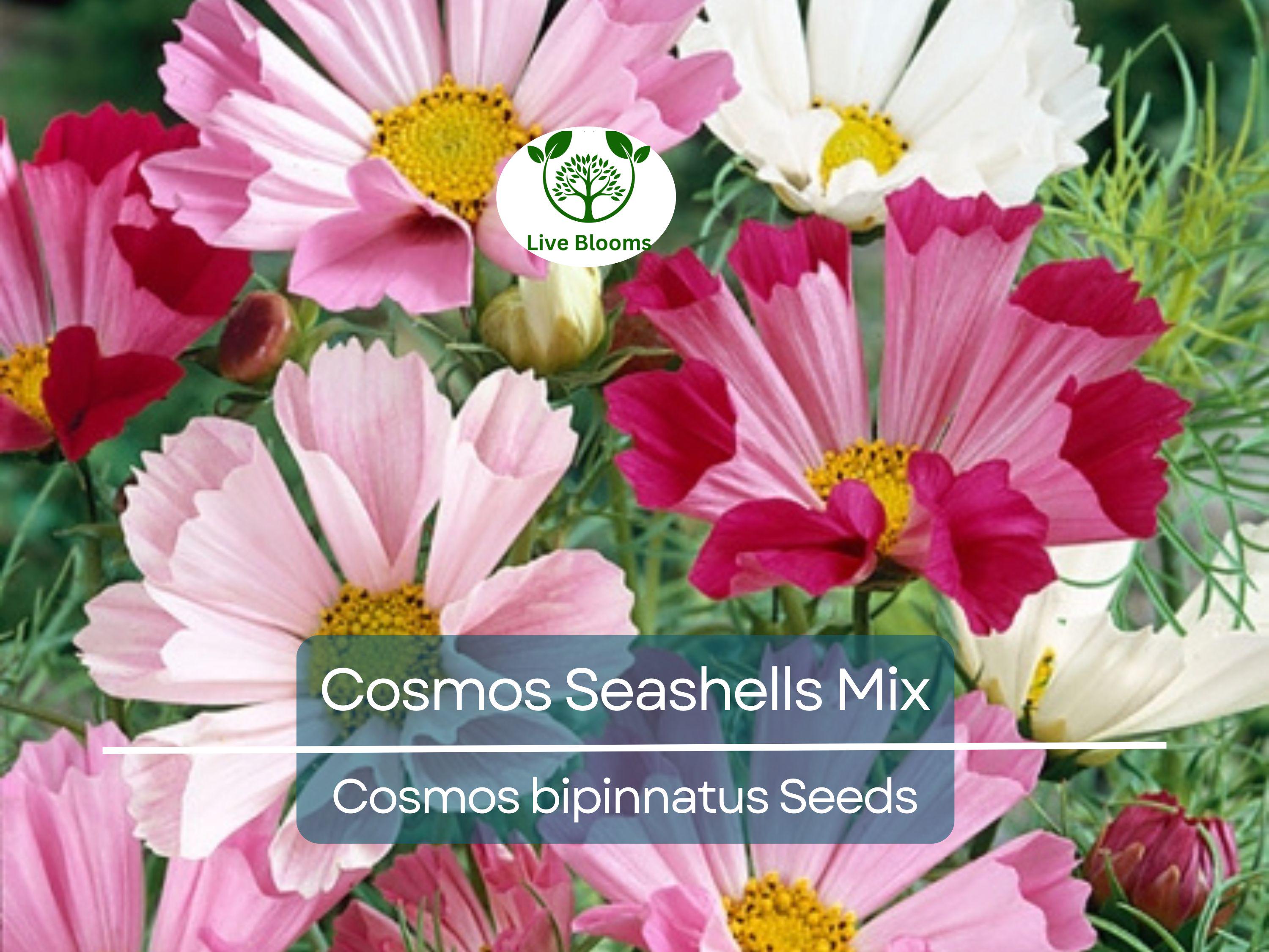 200 Seeds Cosmos Seashells Mix, Tubular Flowers, Rare AAS Winner, Non-GMO, Cosmos bipinnatus, Colorful Garden Blooms