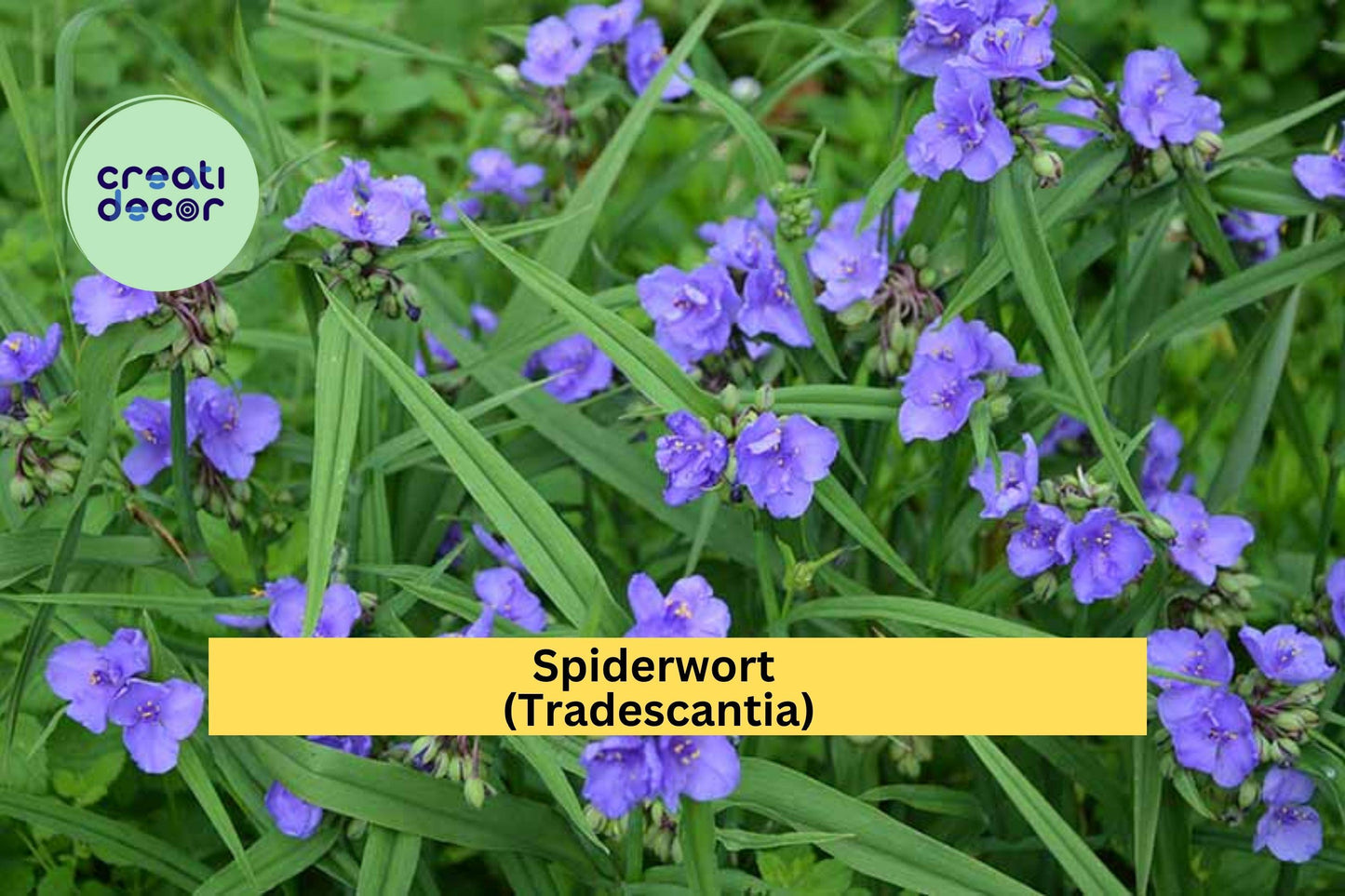 Spiderwort Bare Root Plants – 10 Perennial Roots – Tradescantia – Easy Care Blue-Purple Blooms for Shade or Sunny Gardens