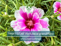 10 PINKY STAR Portulaca grandiflora Unrooted Cuttings 5" - Bright Pink Moss Rose, Vibrant Garden Succulent, Outdoor & Indoor Plant