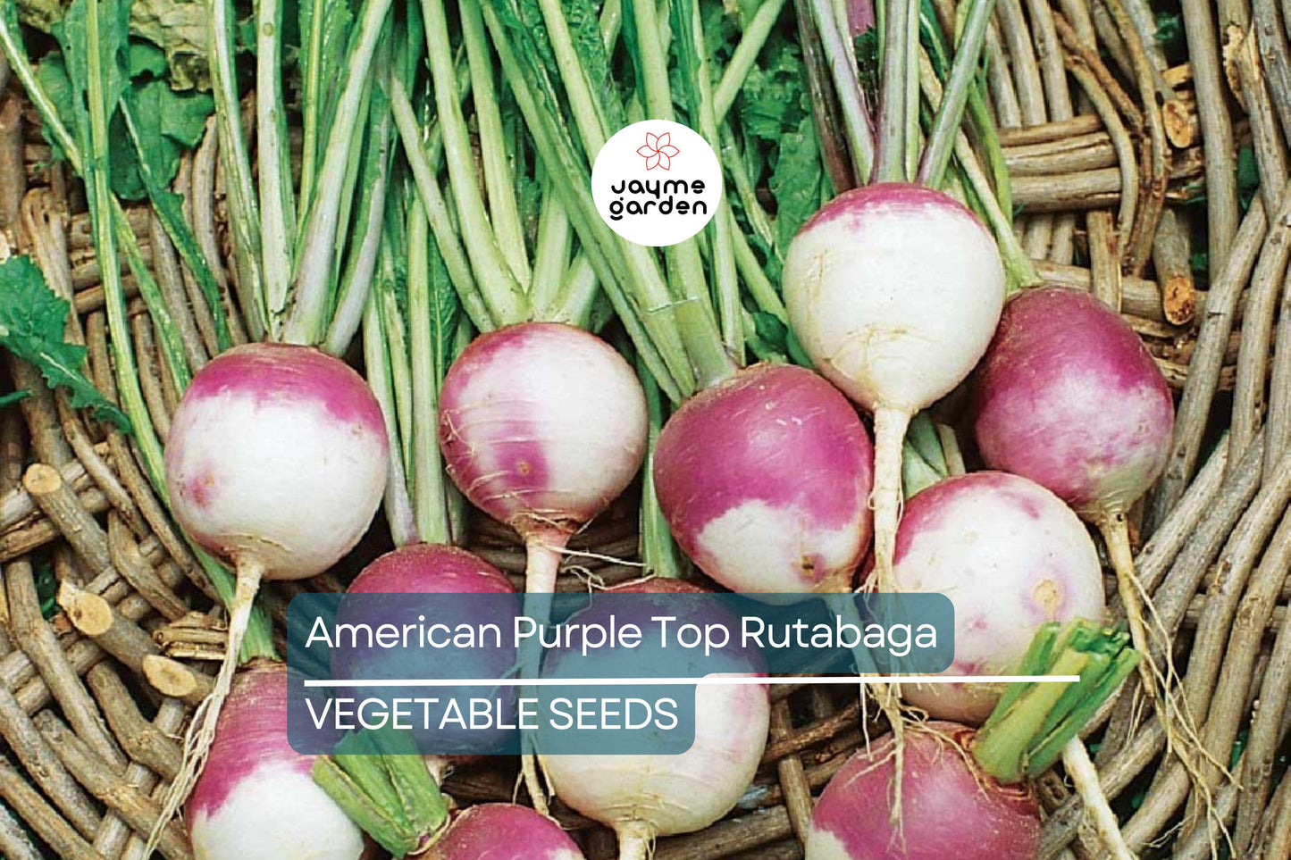 1000 American Purple Top Rutabaga Seeds – Heirloom, Non-GMO, Cold-Hardy Root Vegetable