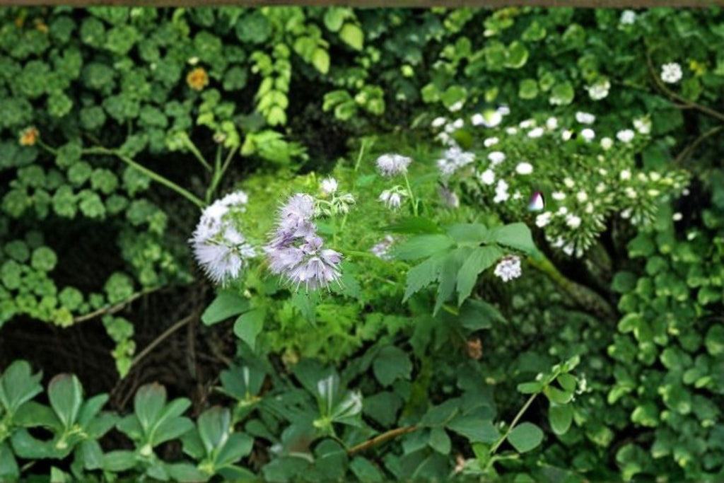 Virginia Waterleaf – Hydrophyllum virginianum,Native Woodland Wildflower | Shade-Loving Perennial (10 Seeds)
