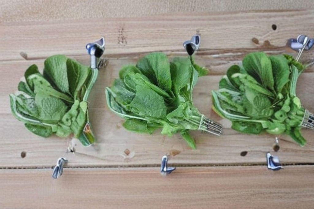 Mustard Green Spinach – Komatsuna Tendergreen 300 Seeds | Japanese Mustard Green | Mild Spinach-Like Flavor | Fast-Growing & Versatile