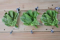 Mustard Green Spinach – Komatsuna Tendergreen 300 Seeds | Japanese Mustard Green | Mild Spinach-Like Flavor | Fast-Growing & Versatile