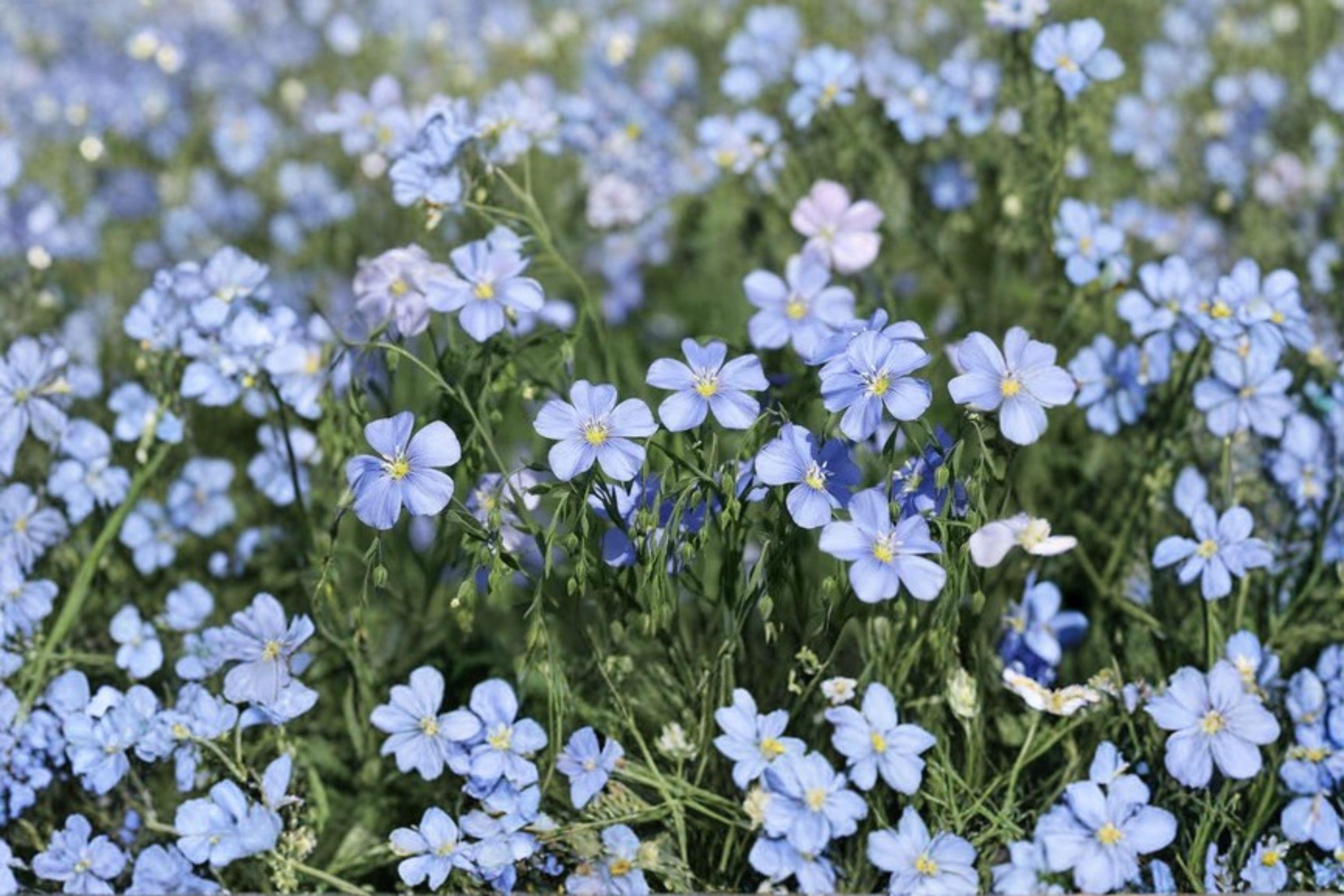 Perennial Blue Flax Seeds – Linum perenne, Drought Tolerant Wildflower (100 Seeds)
