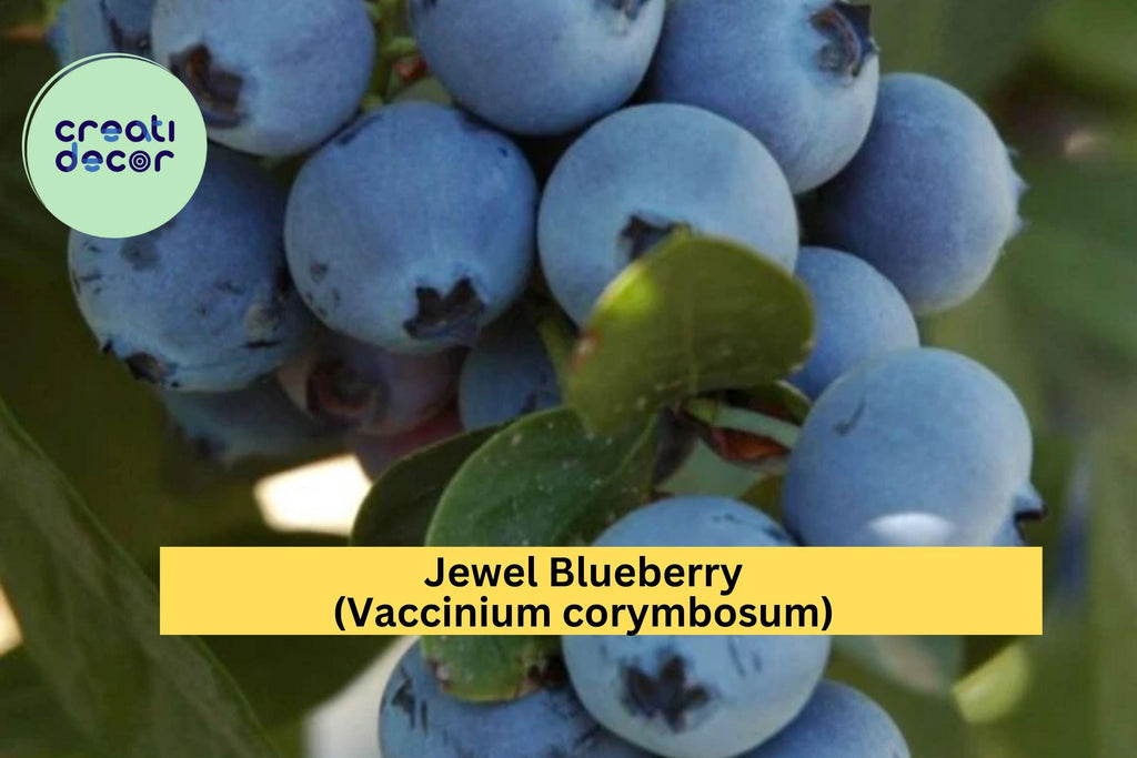 Jewel Blueberry Bush – 4–6” Live Southern Highbush Blueberry Starter Plant, Sweet Fruit Variety, Cold Hardy Berry Shrub