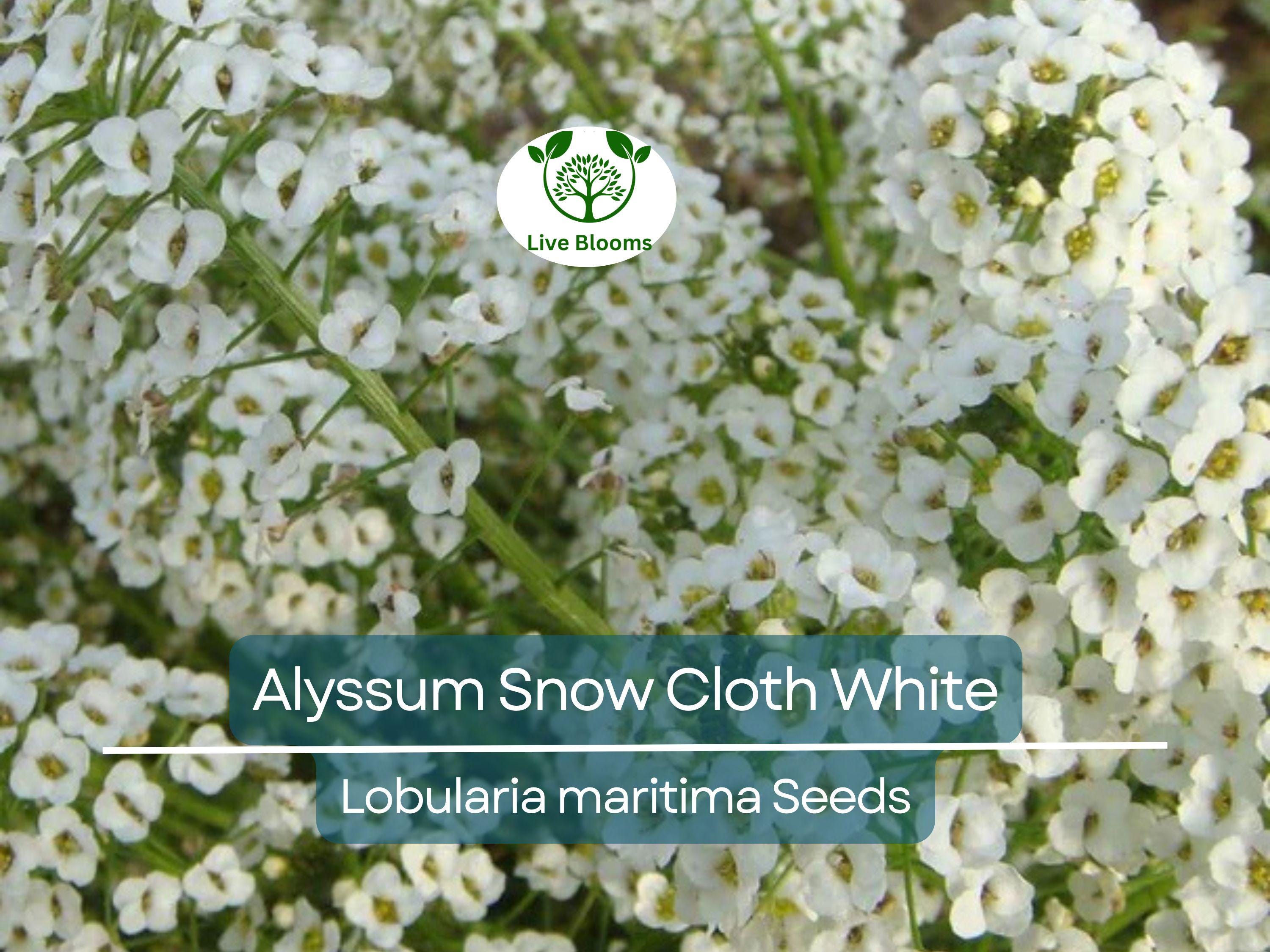 1000 Seeds Alyssum Snow Cloth White Ground Cover, Deer & Drought Resistant, Non-GMO, Sweet Alyssum, Low Maintenance