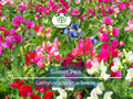 80 Sweet Pea Vine Seeds | Royal Family Flower Garden Mix, Fragrant Climbing Vines, Vibrant Colors, Perfect for Trellises & Fences
