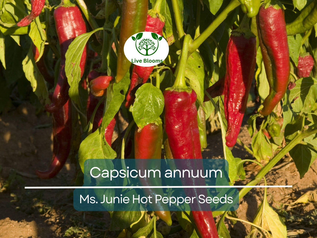 250 mg Seeds Ms. Junie Hot Pepper – Capsicum annuum | Unique Heirloom Chili for Planting, Gardening & Bold Spicy Harvest