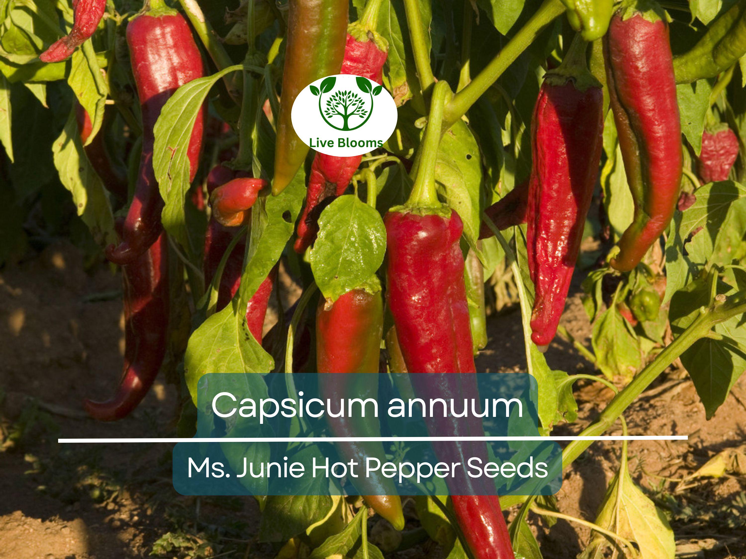 250 mg Seeds Ms. Junie Hot Pepper – Capsicum annuum | Unique Heirloom Chili for Planting, Gardening & Bold Spicy Harvest