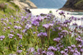 Lacy Phacelia – Phacelia tanacetifolia, Native Annual Wildflower | Bee Magnet (100 Seeds)