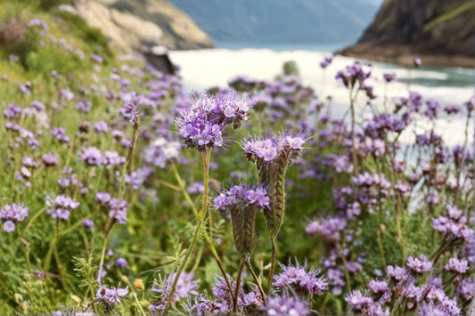 Lacy Phacelia – Phacelia tanacetifolia, Native Annual Wildflower | Bee Magnet (100 Seeds)