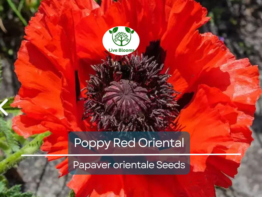 1000 Seeds Poppy Red Oriental Perennial - Scarlet Large Flowers, Non-GMO, Stunning Blooms, Ideal for Gardens Landscapes (Papaver orientale)