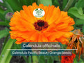 100 Seeds Calendula Pacific Beauty Orange (Calendula officinalis) - Bright Orange Flowers for Planting, Garden, Pollinator-Friendly, Herb