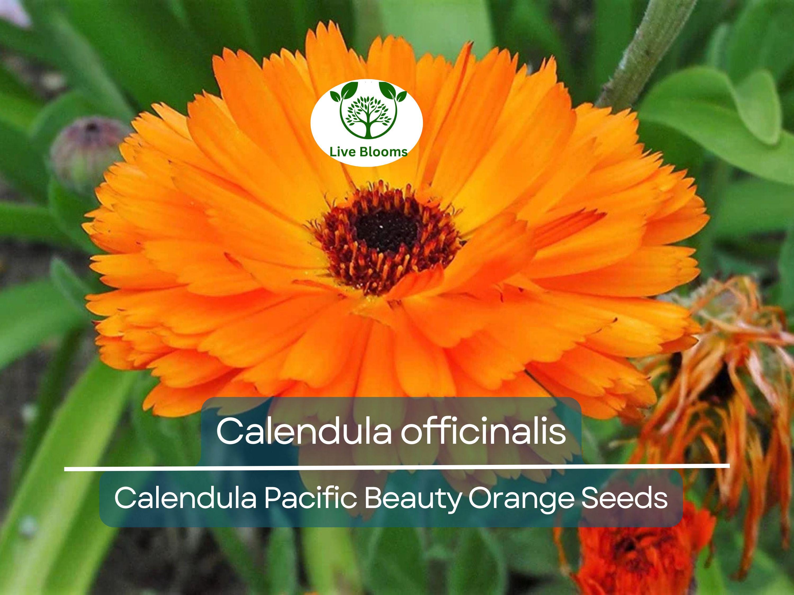 100 Seeds Calendula Pacific Beauty Orange (Calendula officinalis) - Bright Orange Flowers for Planting, Garden, Pollinator-Friendly, Herb