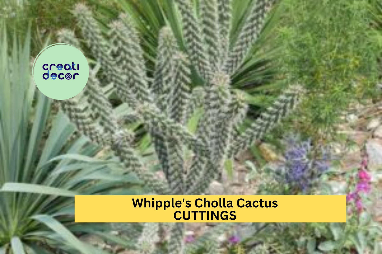Whipple's Cholla Cactus Cuttings (5) | Cylindropuntia whipplei | Hardy Flowering Shrub | Drought-Tolerant Desert Plant