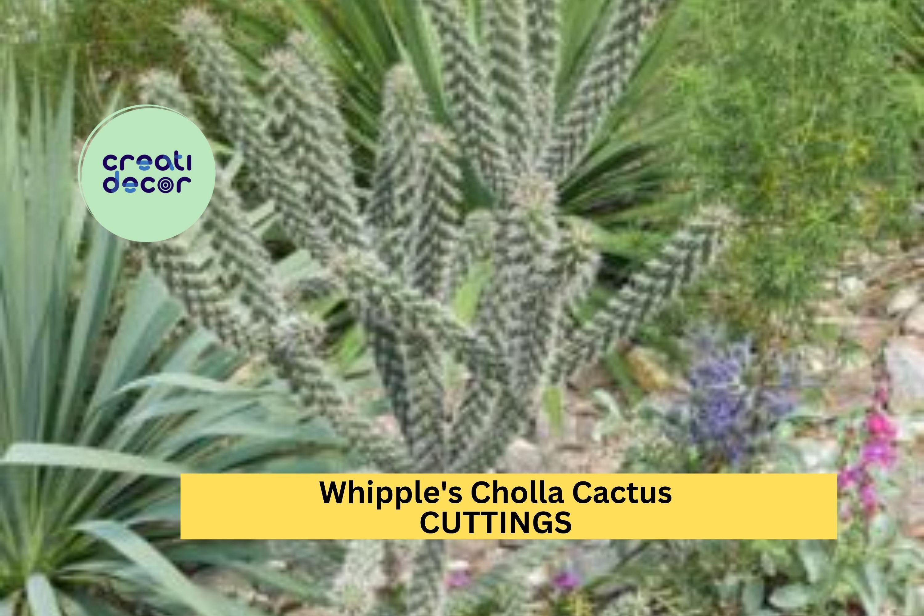 Whipple's Cholla Cactus Cuttings (5) | Cylindropuntia whipplei | Hardy Flowering Shrub | Drought-Tolerant Desert Plant